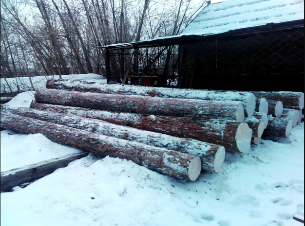 Лес круглый (кругляк). Лиственница.